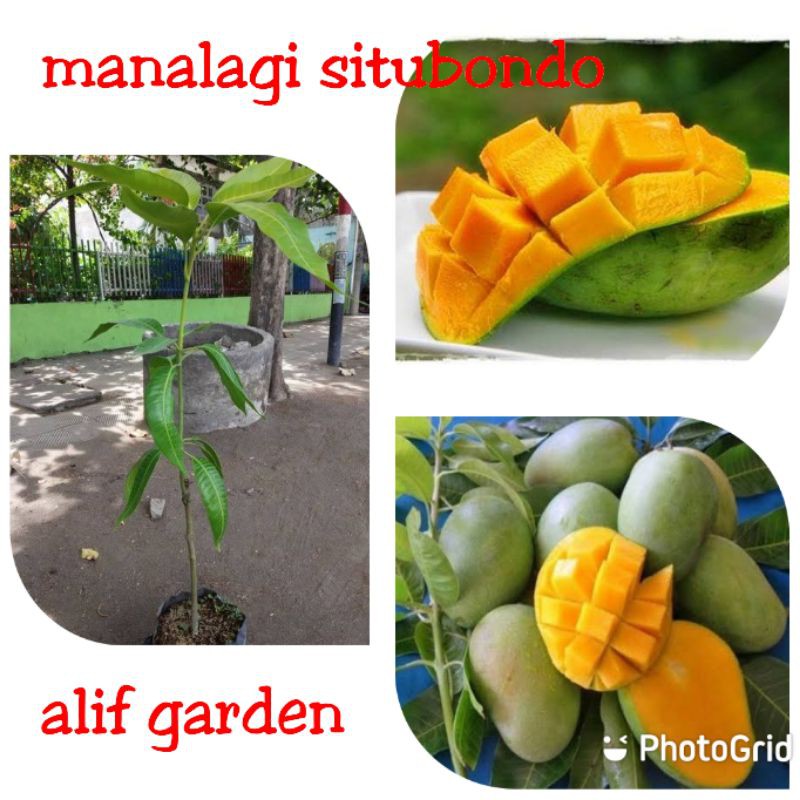 BIBIT MANGGA MANALAGI SITUBONDO MANIS
