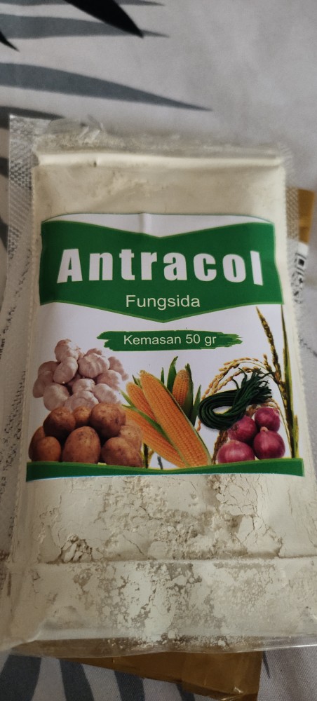 Pembasmi Hama Jamur Pada Tanaman (fungisida Antracol)