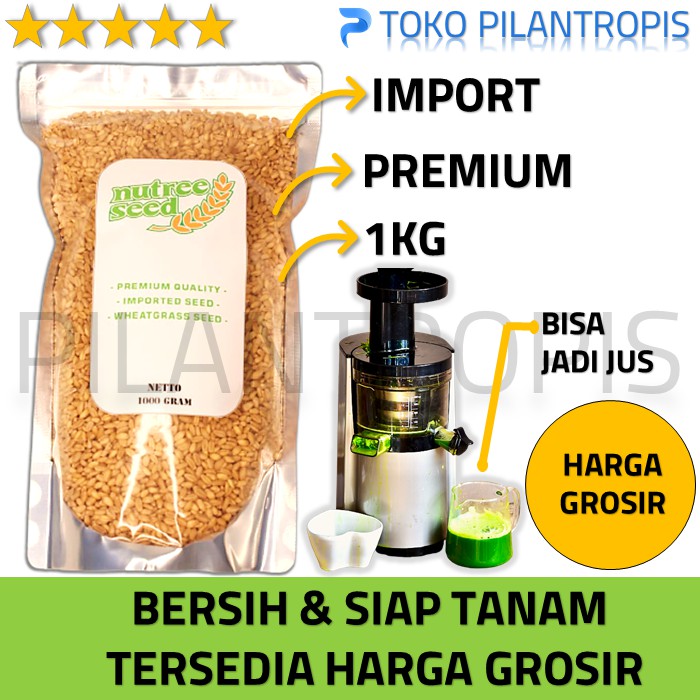 BENIH WHEATGRASS 1KG BIBIT RUMPUT GANDUM UNTUK KUCING BIJI WHEAT GRASS MICROGREEN SEED CAT GRASS