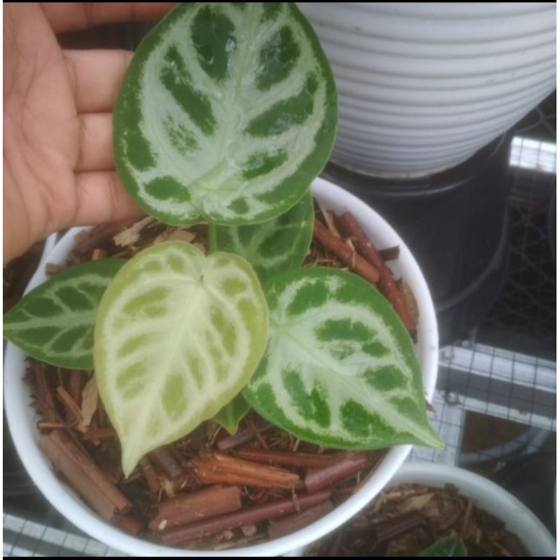 Tanaman Hias Dorayaki