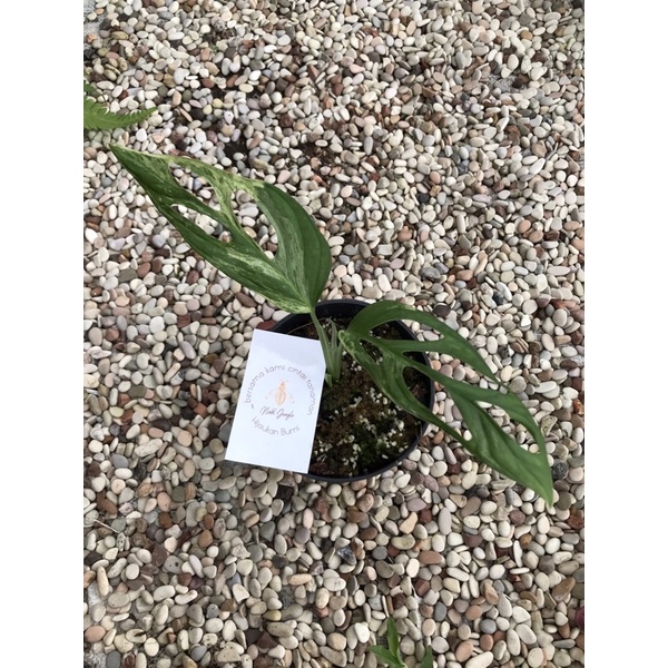 Monstera andansonii variegata / Janbol var