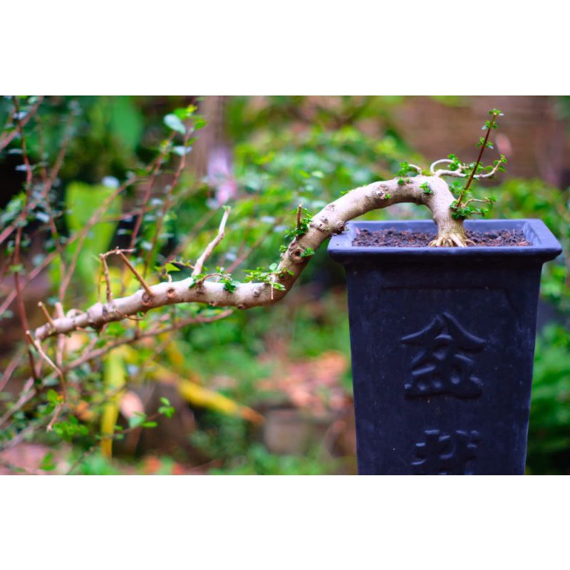 BATANG SANCANG (bahan stek)