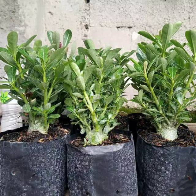 

Bibit bunga KambojaJepang/Adenium Cabang1000/Bonsai