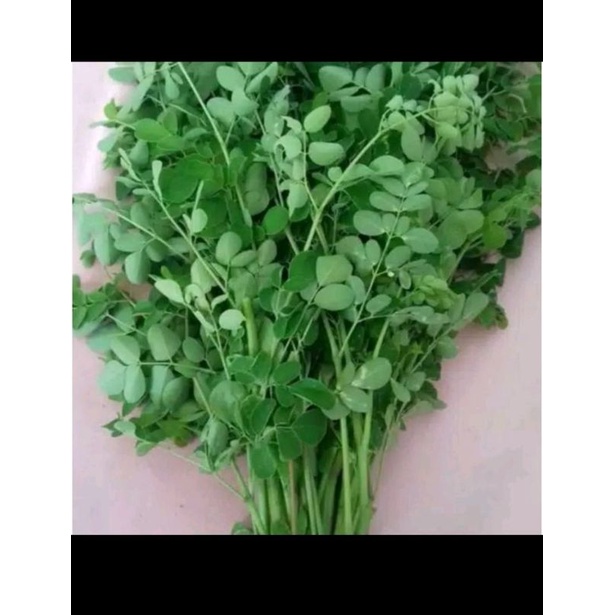 

DAUN KELOR SEGAR PER-IKAT
