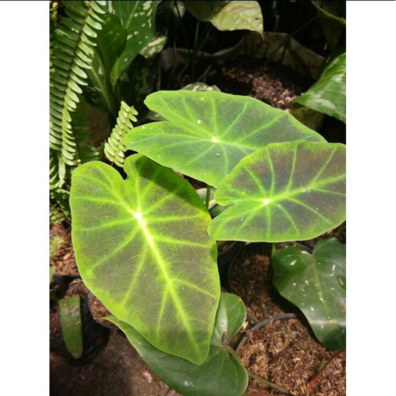 TANAMAN HIAS COLOCASIA ILUSTRIS
