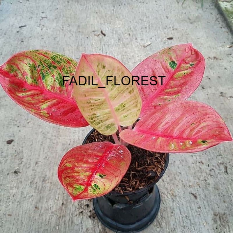 BABY AGLONEMA ROMANTIC LOVE// Romantic love SEED_AGLONEMA