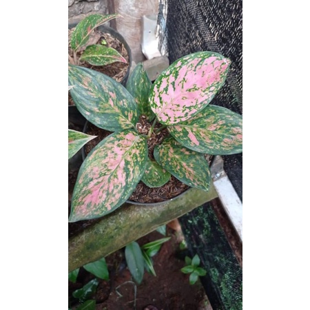 tanaman hias aglonema ruby pink - venus rimbun ( BISA COD )