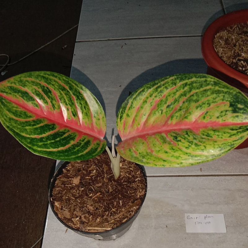 tanaman hias andini