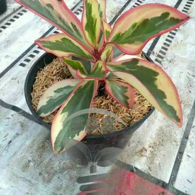 Teplan merah -tanaman hias teplan