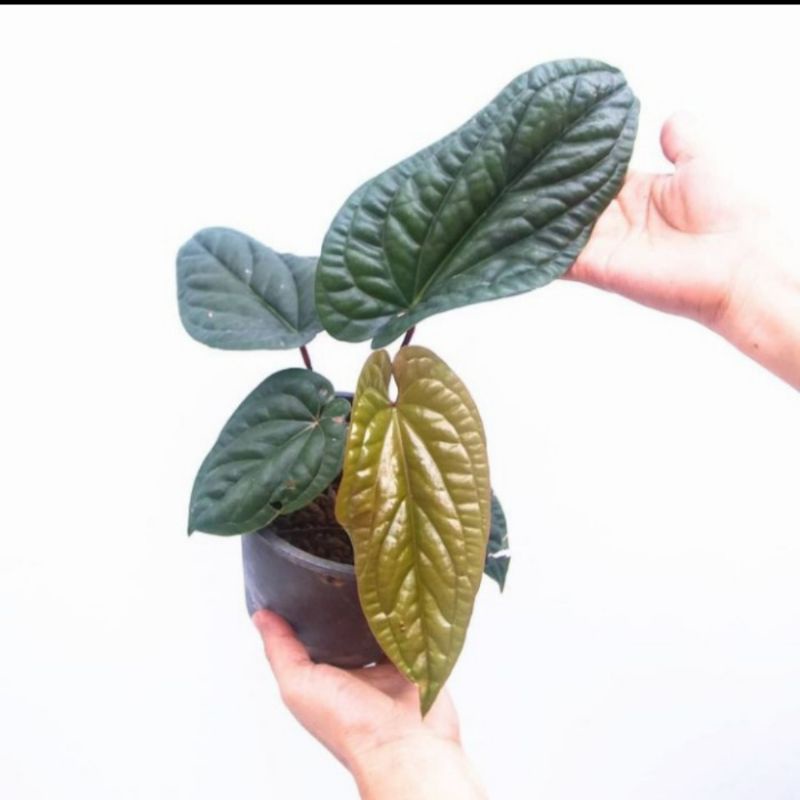 Tanaman Hias Anthurium Sirih - Anthurium Sirih - Anthurium