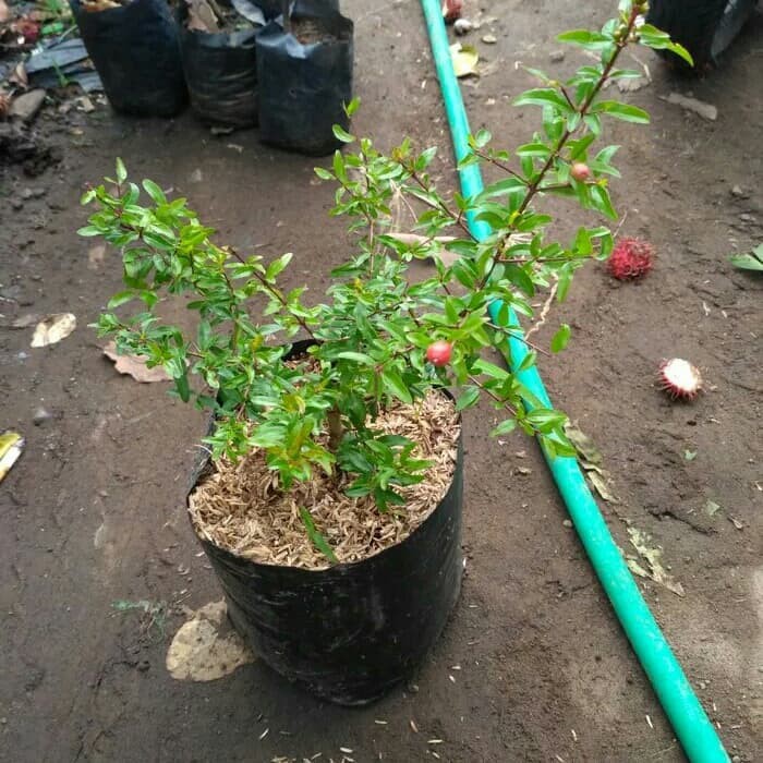 Bibit buah delima merah biji lunak