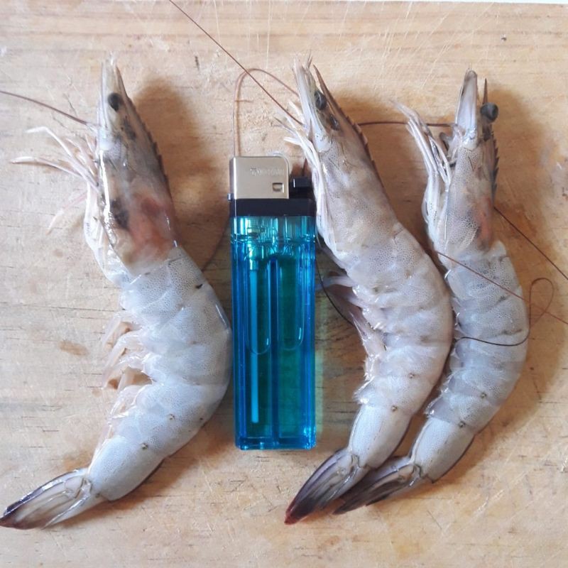 

udang vaname besar