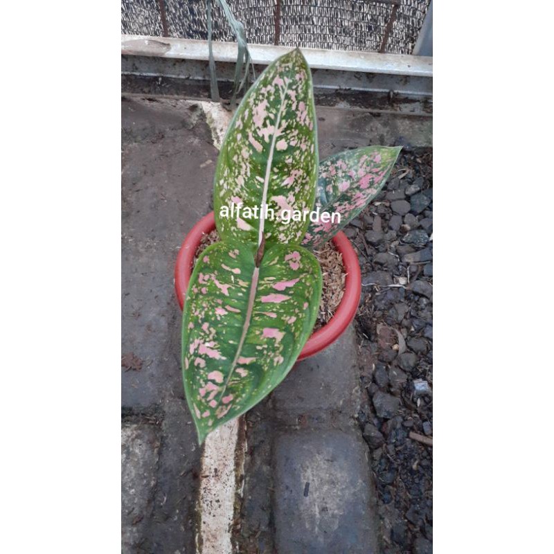 aglonema ruby compacta