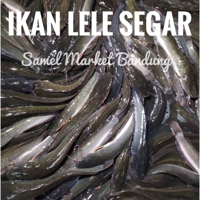 

Ikan Lele Segar
