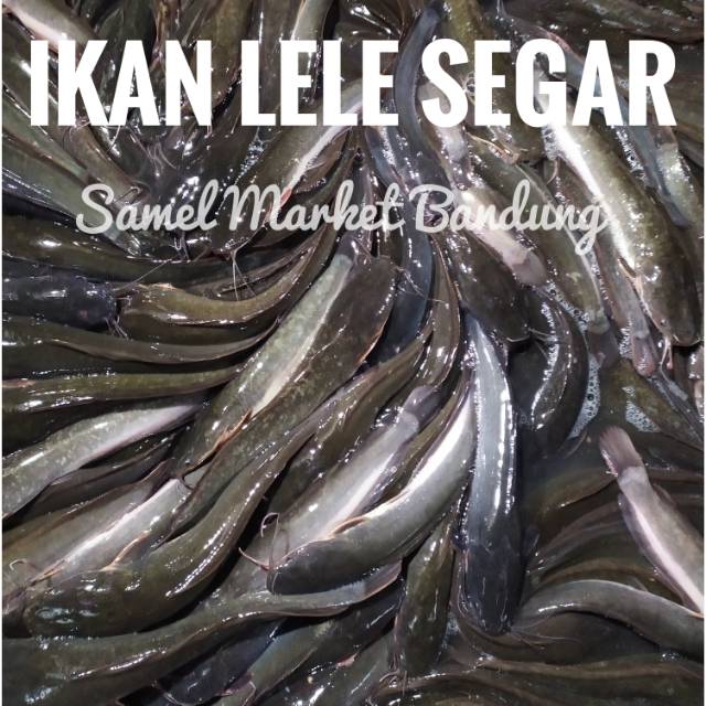 Ikan Lele Segar