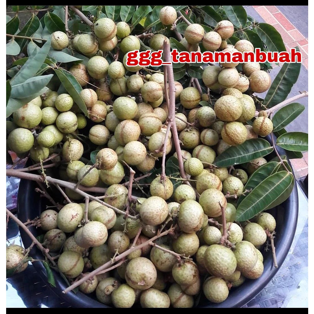 Bibit Kelengkeng Aroma Durian Super Okulasi