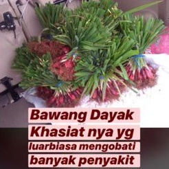 

BAWANG DAYAK SEGAR 1KG/HERBAL/OBAT SEMUA PENYAKIT