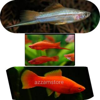 ikan platy pedang ikan aquascape ikan platis pedang orange