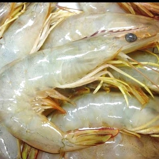 

UDANG JEREBUNG SIZE BESAR 1KG