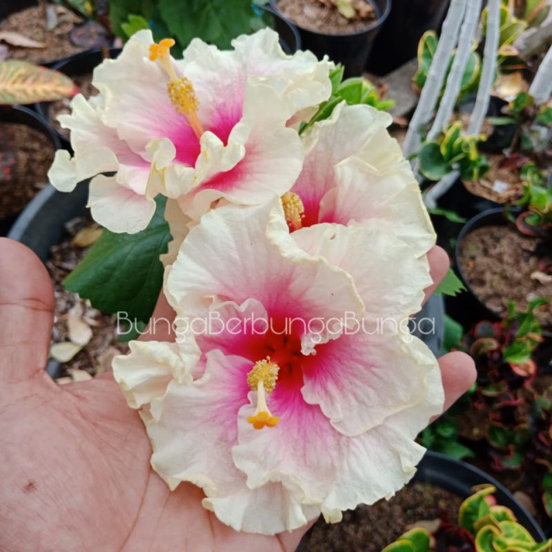 bibit bunga sepatu hibiscus import langka Pinky Wave - tanaman hias kembang Sepatu