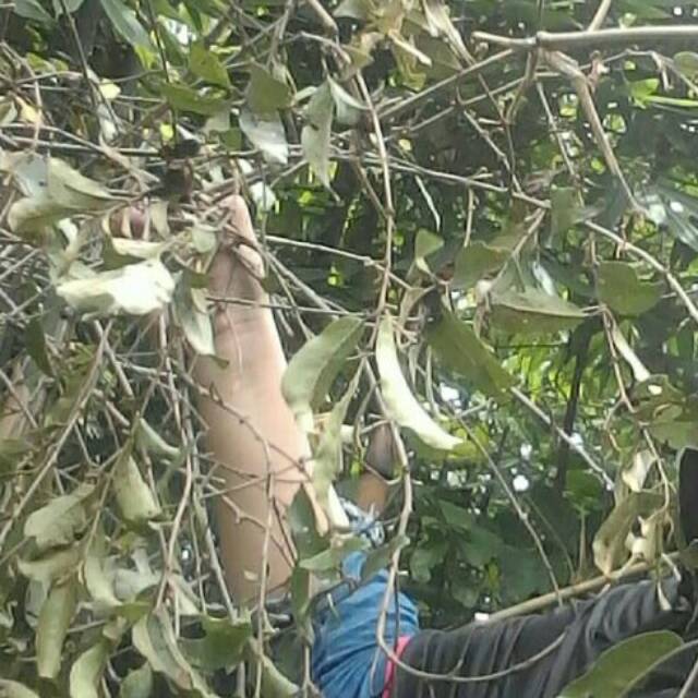 

benalu kopi herbal kanker