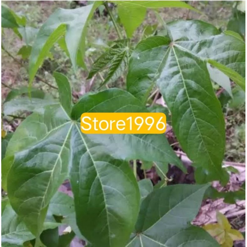 

Daun kapas ataw kapasan segar per 20 Lembar