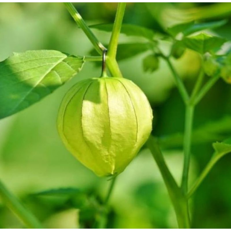 

buah ciplukan herbal