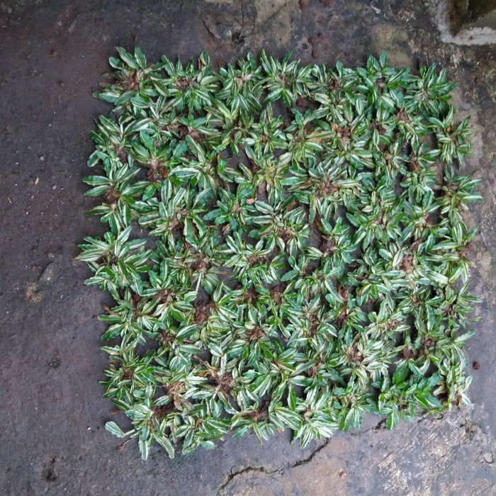 rumput varigata/gajah mini varigata 1x1 meter