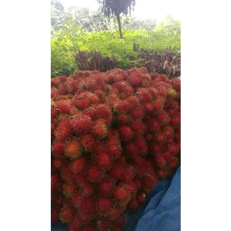 

buah rambutan binjai asli 1kg