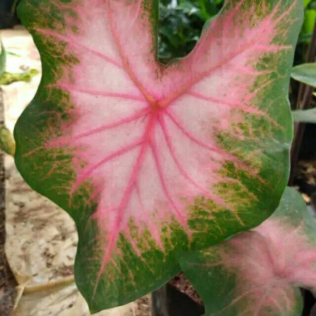 Tanaman hias keladi pink/keladi love pink