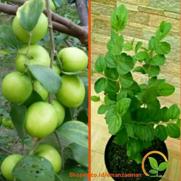 PRODUK BEST SELLER 1 Paket 2 Pohon Bidara Arab dan Apel Putsa India [KODE 0678]