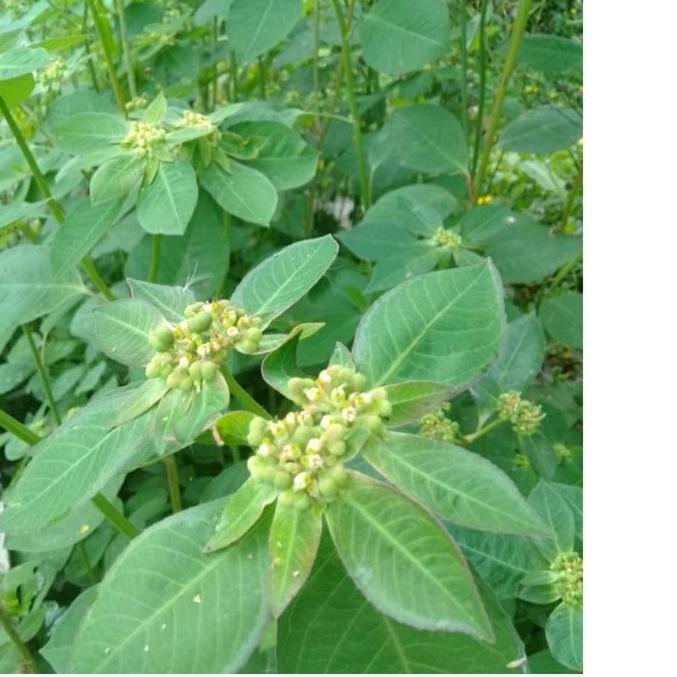 

Ready Stok500 Gram Daun Kate Mas Katemas Petik Mas Emas Patik mas Suduk Mentul Segar pastikan mas daun katimas daun patikan mas daun kate daun patikan mas daun kate daun patikan mas 1 kg