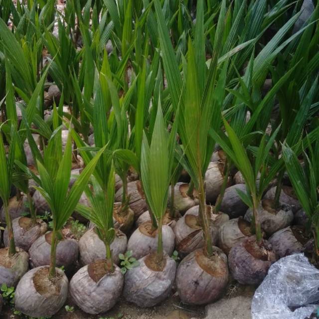 Kelapa hibrida kelapa ijo hibrida