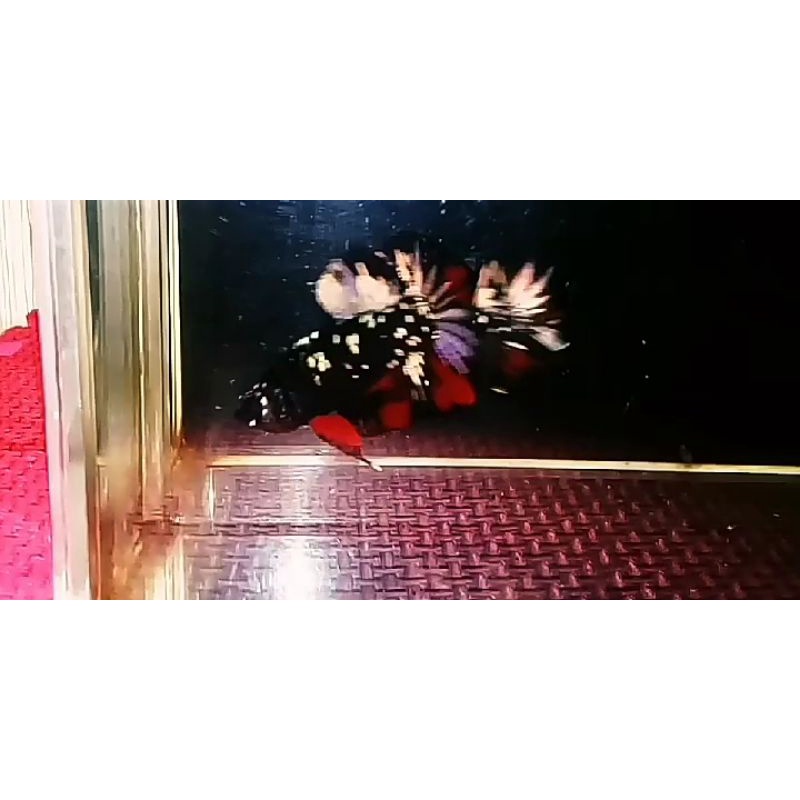 Cupang Avatar Copper Gold Real Foto Video