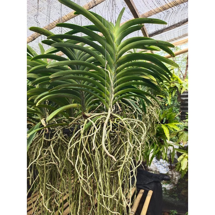 anggrek vanda hibrid super jumbo