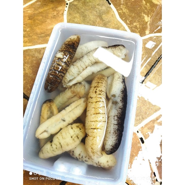 

Teripang gosok basah PROMO SPESIAL 10 PCS