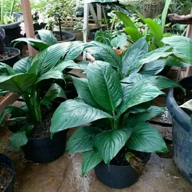 Tanaman hias peace lily giant - Tanaman indoor