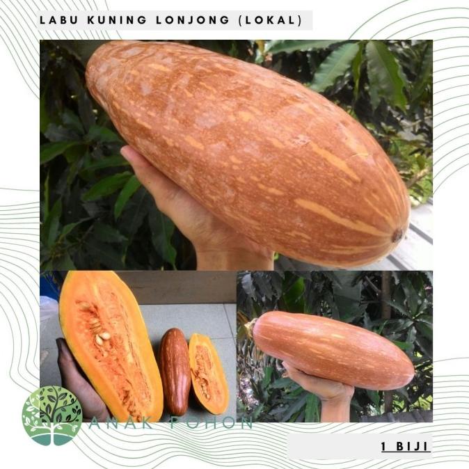 Benih Bibit Biji - Labu Kuning Panjang Lonjong Loreng Seeds - LOKAL (1 biji) ANPN62 dijamin