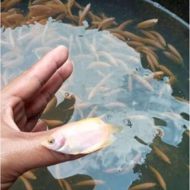 paket 10 gurame padang uk jempol