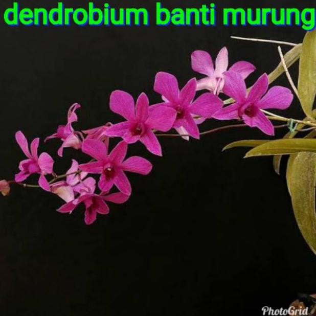 anggrek dendro dendrobium bantimurung banti dewasa new terlaris