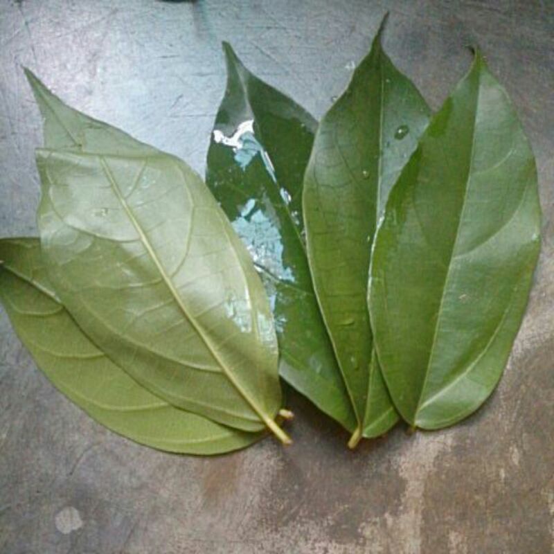 

daun cincau