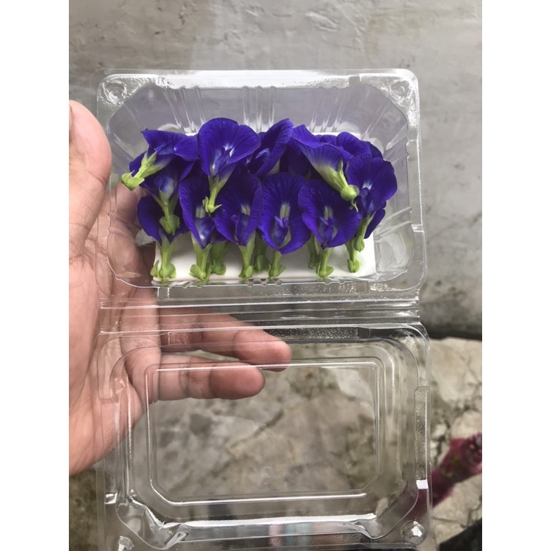 

Kembang Telang / Bunga Teleng / Butterfly Pea Flower