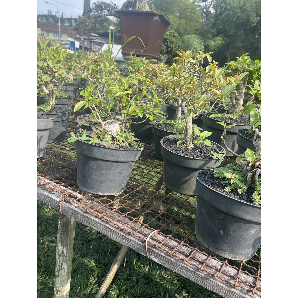 Ficus Iprik Pupus Merah