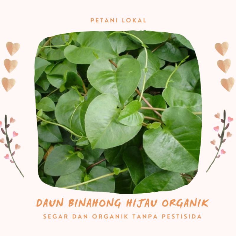 

[500gr] DAUN BINAHONG HIJAU ORGANIK SEGAR