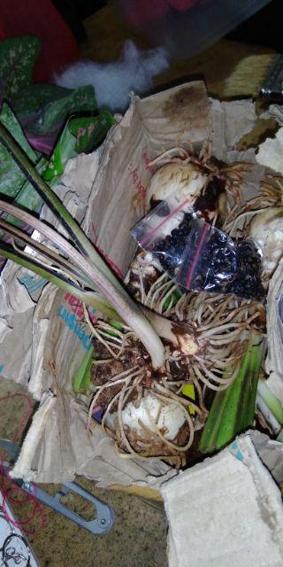 Umbi Amarilis. Umbi Bawang Brojol. Bawang Bawangan Warna Orange