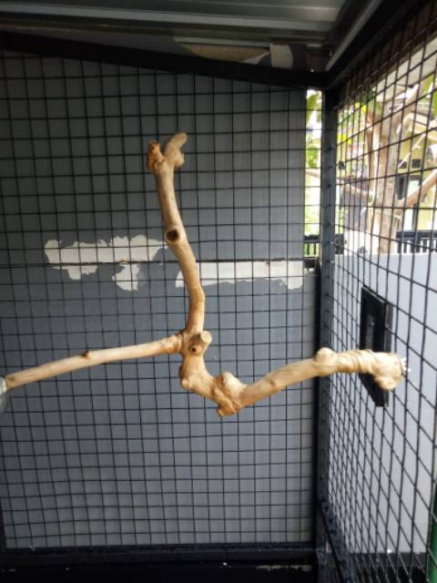 Tangkringan Kayu Kopi