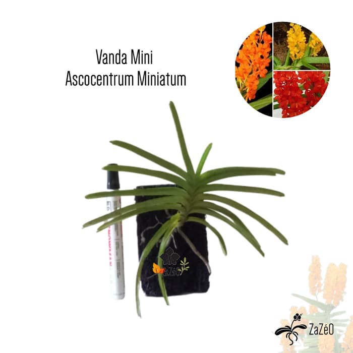 Dijual Anggrek Vanda Mini Ascocentrum Miniatum Murah