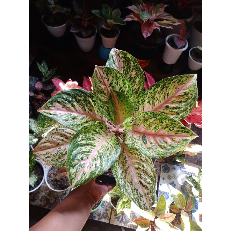 Aglonema Bidadari Induk/ bidadari