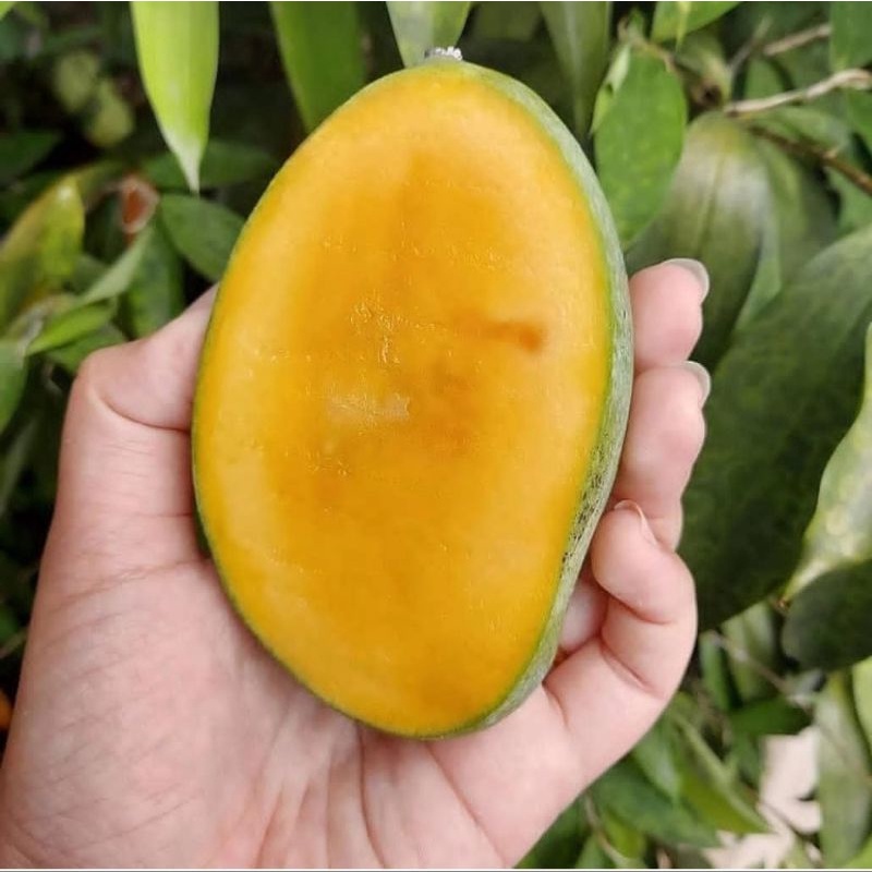 Bibit mangga manalagi madu super