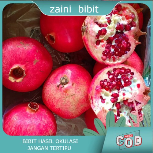 Bibit Anggur delima merah jumbo hasil cangkok Termurah